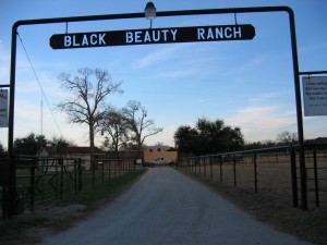 Black Beauty Ranch